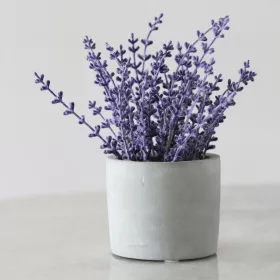 Levendula illatolaj 50g