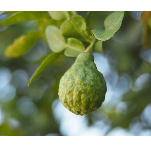 Bergamot illatolaj 50g