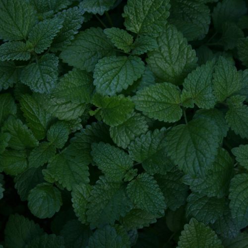 Menta illatolaj 100g