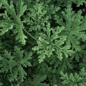 Citronella illatolaj 50g