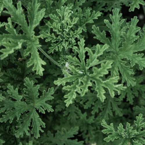 Citronella illatolaj 100g