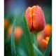 Tulipán illatolaj 100g