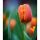 Tulipán illatolaj 250g