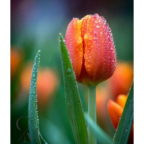 Tulipán illatolaj 250g