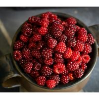 Gyümölcsös illatú illatolajok